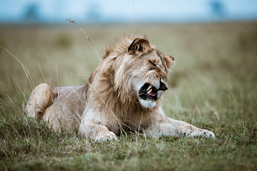 Angry lion relaxing in the wild. Copy space.