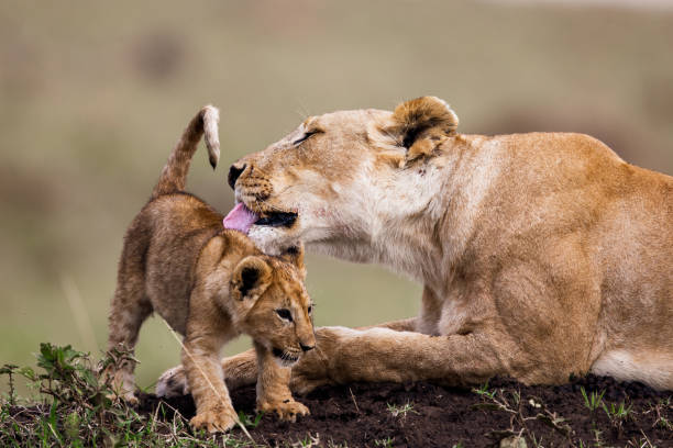 istock Lion cub with loving lioness. 1386194885