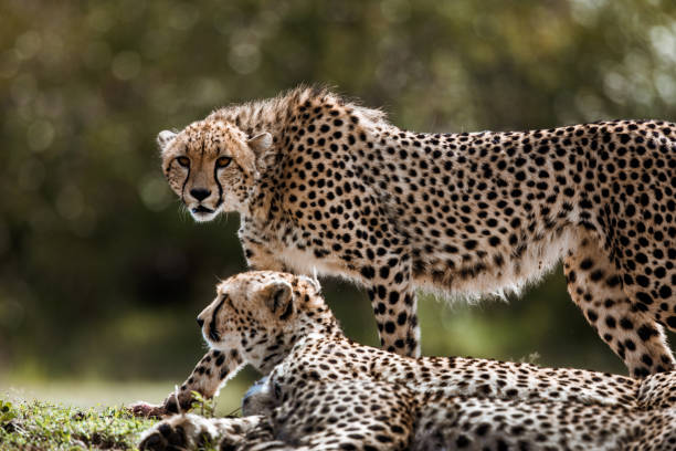 guepardos africanos en la naturaleza. - carnivore fotografías e imágenes de stock