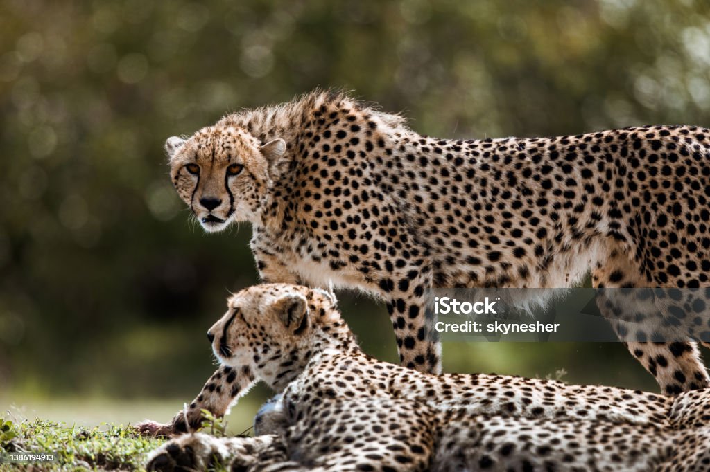 African cheetahs in the wild. Two Masai Mara cheetahs in nature. Cheetah Stock Photo