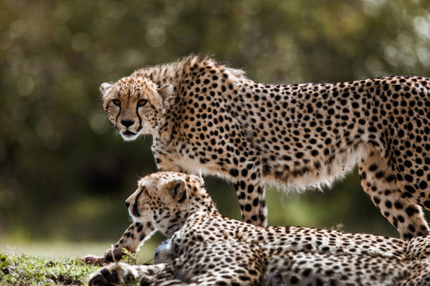 African cheetahs in the wild. Two Masai Mara cheetahs in nature. carnivora stock pictures, royalty-free photos & images