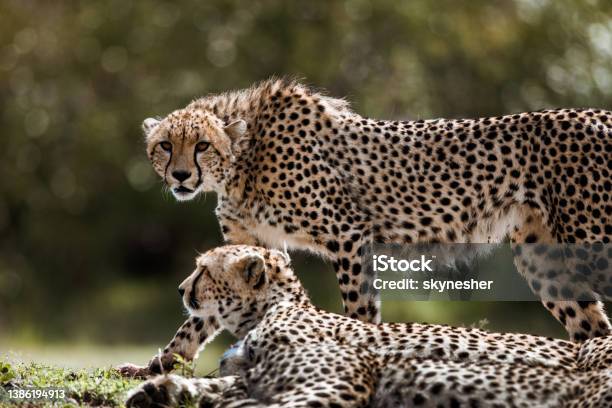 African Cheetahs In The Wild Stock Photo - Download Image Now - Cheetah, Fur, Endangered Species