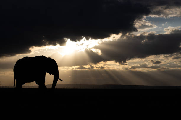 Silhouette of African elephant walking in the wild at sunset. Copy space.