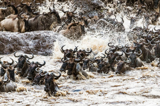 grande migration de gnous dans le masai mara. - gnou photos et images de collection