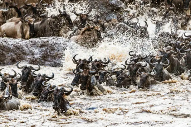 Herd of wildebeest migrating across Mara river.