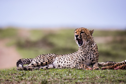 Masai Mara cheetah yawning while relaxing in grass. Copy space.