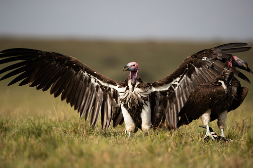 Portrait of a griffon vulture. Bird in close-up. Gyps fulvus.