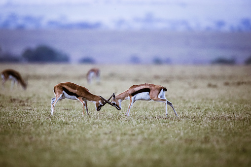 Two impalas confronting before a fight in the wild. Copy space.