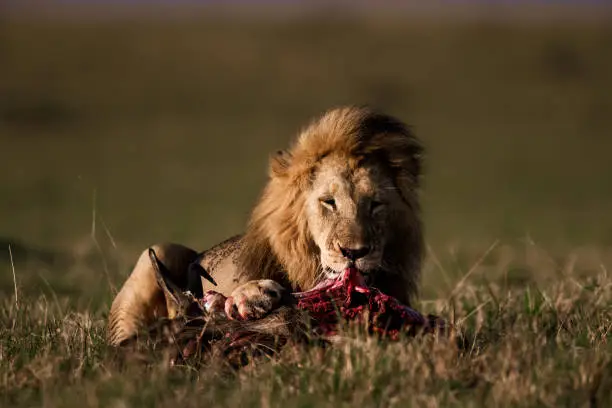 Male lion eating his hunt in the wild. Copy space.