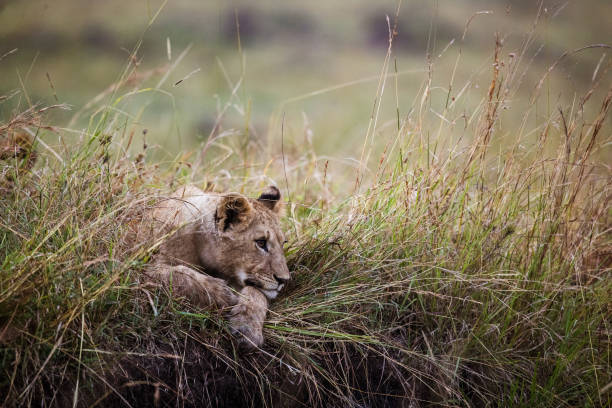 Teenage lion relaxing in grass in the wild and looking at something.