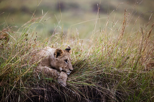 Teenage lion relaxing in grass in the wild and looking at something.