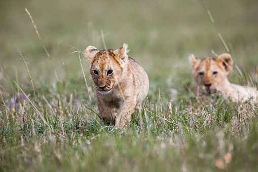 Lion cub walking in grass in nature. Copy space.