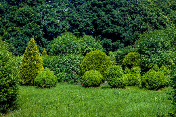 meadow turf lawn with clipped evergreen thuja bushes in topiary different shape illuminated by sunlight, nature summer parkland with huge deciduous trees on background with copy space, nobody.