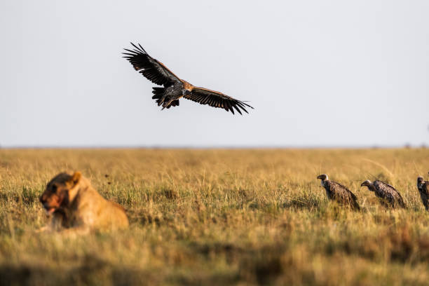 Eurasian griffon vulture flying in nature.