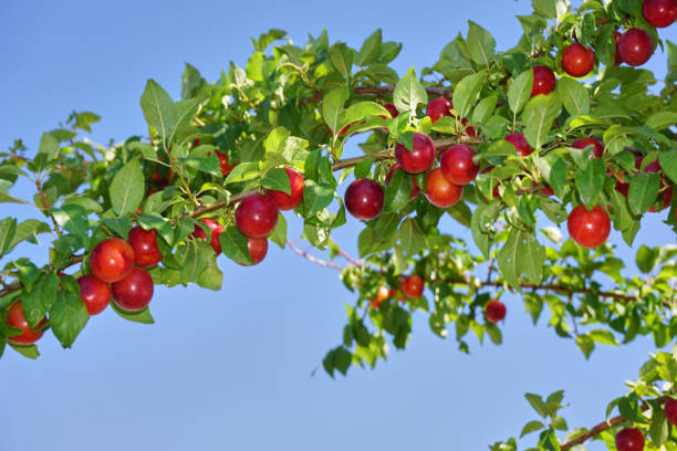 istock Fresh and organic plum fruits 1386197481