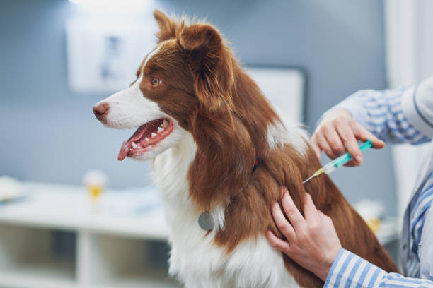 brown border collie cão durante visita em veterinário - vet veterinary medicine puppy dog - fotografias e filmes do acervo
