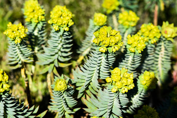 "neuphorbia myrsinites blooming in the summer garden. - euphorbiaceae imagens e fotografias de stock