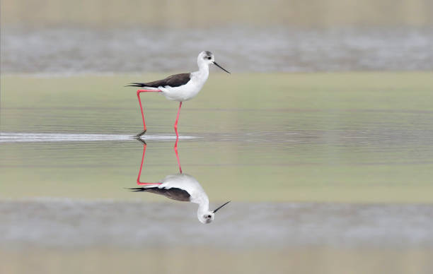 istock Waling on the water, the black winged stilt (Himantopus himantopus) 1386199288