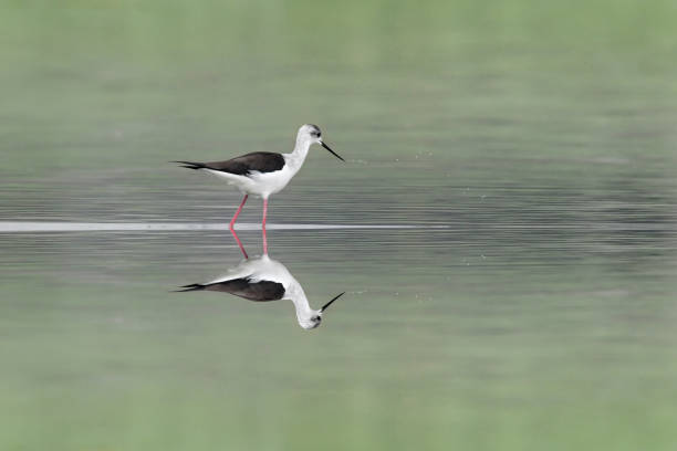 istock The black winged stilt, fine art portrait (Himantopus himantopus) 1386199317