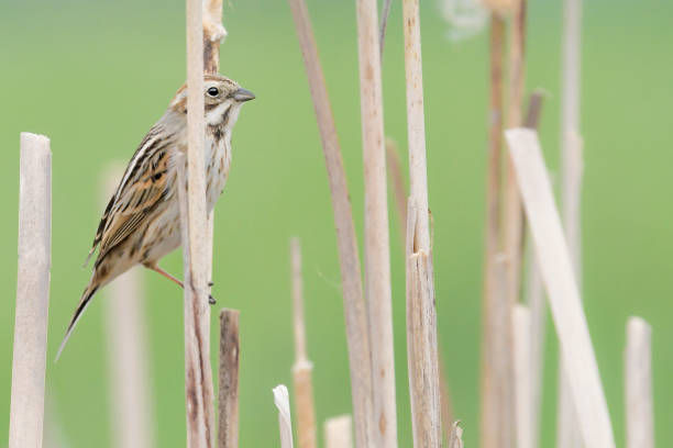 istock Hiding among the reeds, the Common reed bunting (Emberiza schoeniclus) 1386200070