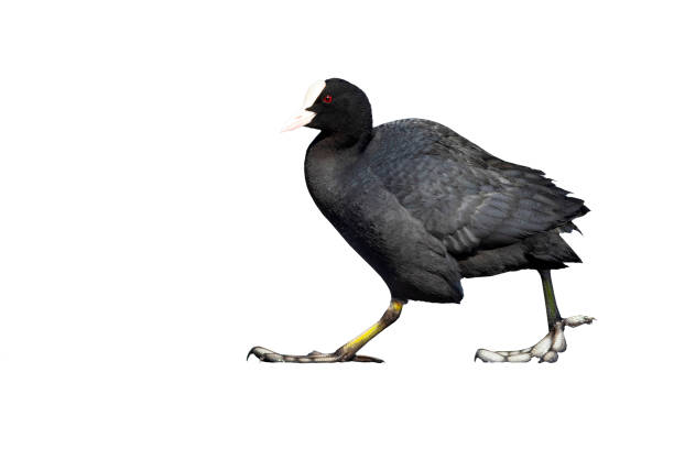 istock Walking bird. İsolated image. White background. Bird: Eurasian Coot. 1386202026