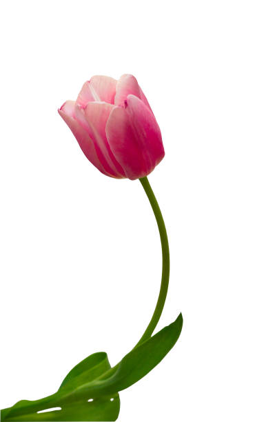 istock pink tulip isolated on a white background 1386202359