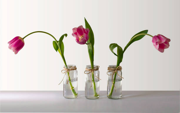 istock three pink tulips in glass vases 1386202366