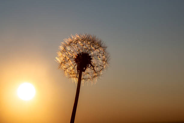 istock Dandelion Seeds Against a Sunset Sky 1386204583