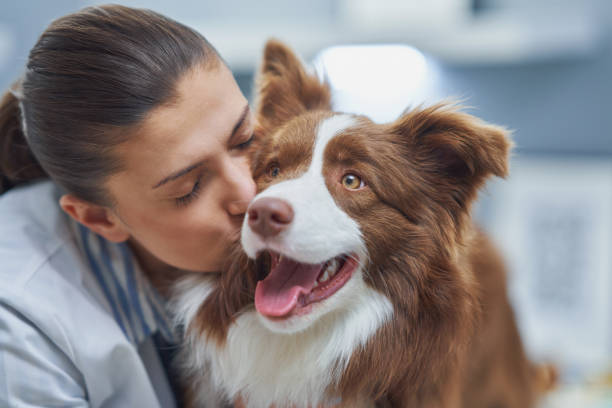 istock Brown Border Collie dog during visit in vet 1386205345