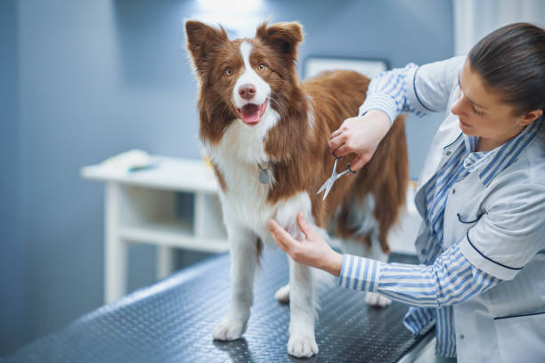 istock Brown Border Collie dog during visit in vet 1386205855