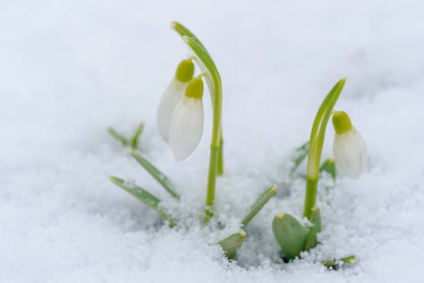 istock snowdrops grow from under the snow in early spring 1386205886