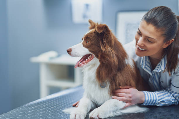 istock Brown Border Collie dog during visit in vet 1386205901