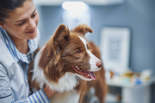 коричневая бордер-колли собака во время визита в ветеринар - veterinary medicine фотографии стоковые фото и изображения