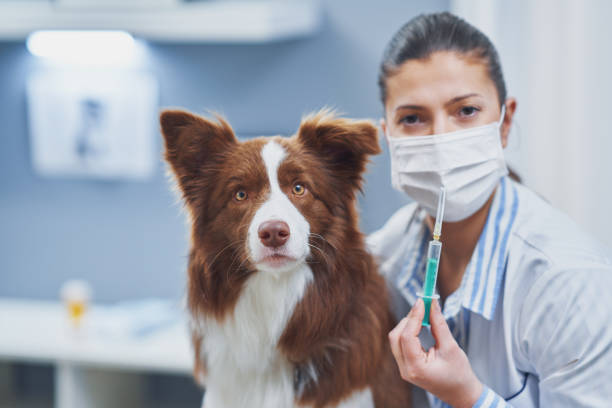 Brown Border Collie dog during visit in vet stock photo