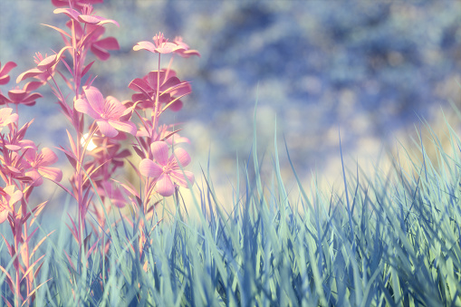 Flowers with grass meadow field and trees beautiful summer spring nature background