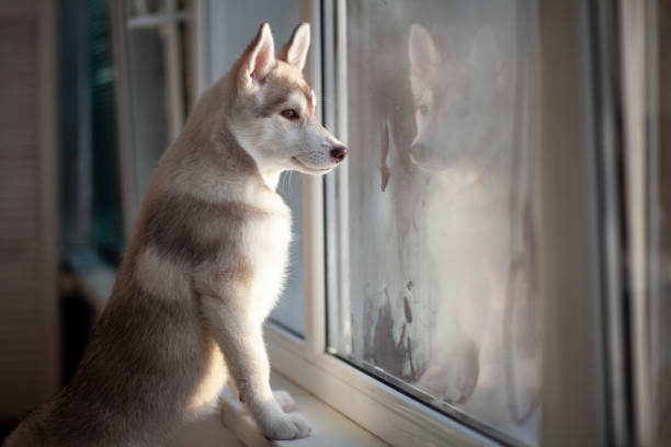 istock The puppy is waiting for the owner 1386207516