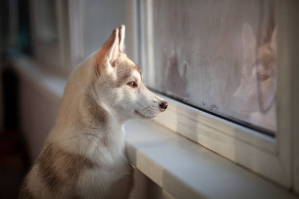 istock The puppy is waiting for the owner 1386207523