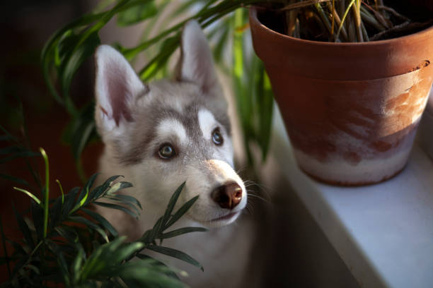 istock A small puppy among domestic plants 1386207528