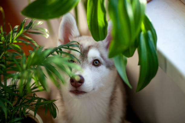istock A small puppy among domestic plants 1386207534
