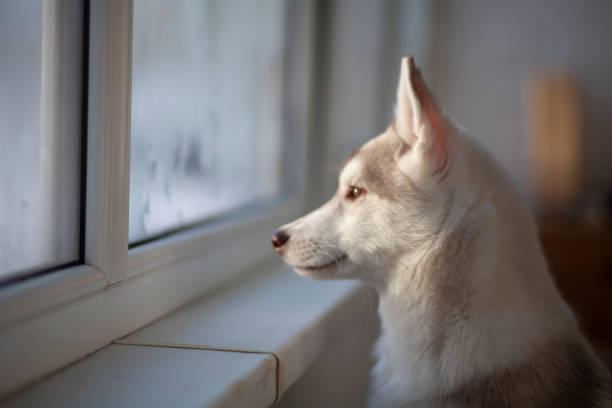 istock The puppy is waiting for the owner 1386207539