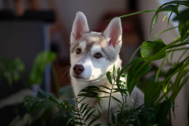 istock A small puppy among domestic plants 1386207541