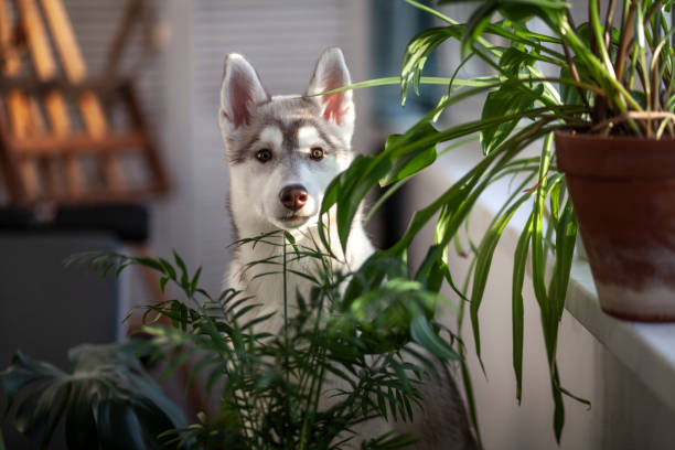 un pequeño cachorro entre plantas domésticas - perro adiestrado fotografías e imágenes de stock