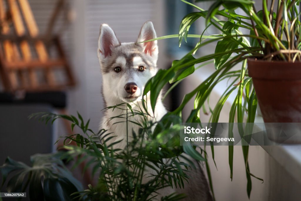 A small puppy among domestic plants Plant Stock Photo