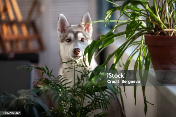 A Small Puppy Among Domestic Plants Stock Photo - Download Image Now - Plant, Pets, Domestic Life