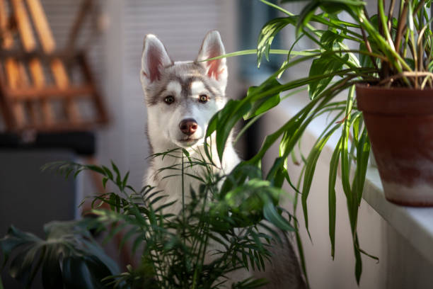 um cachorrinho pequeno entre plantas domésticas - indoors conservatory decor home interior - fotografias e filmes do acervo