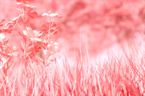Flowers with grass meadow field and trees beautiful summer spring nature background