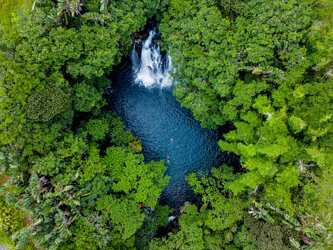 Aerial view of natural pond surrounded by pine trees in Mauritius