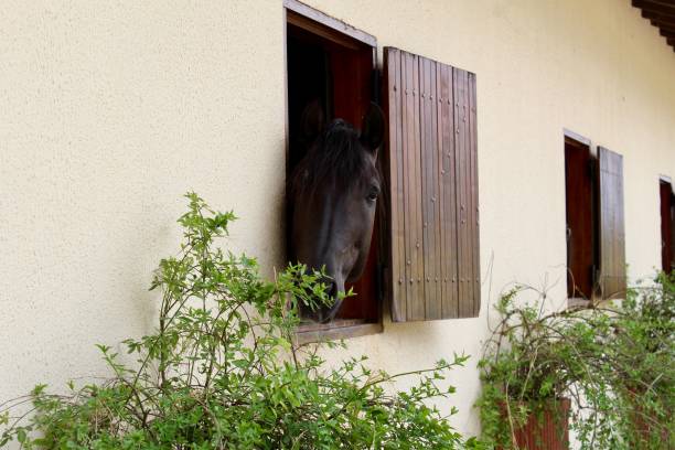 istock Cavalo na janela 1386208790