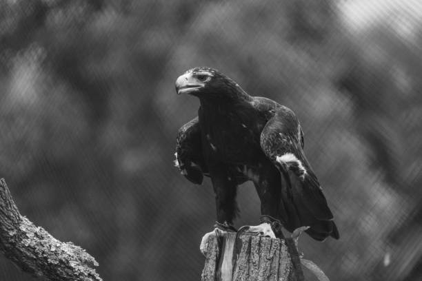 istock Black and white portrait of a wedge tailed eagle 1386210403