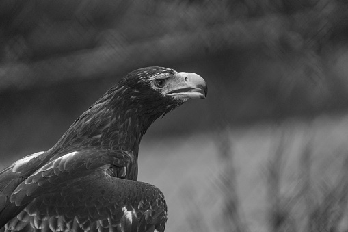 Black and white portrait of the head of a wedge tailed eagle